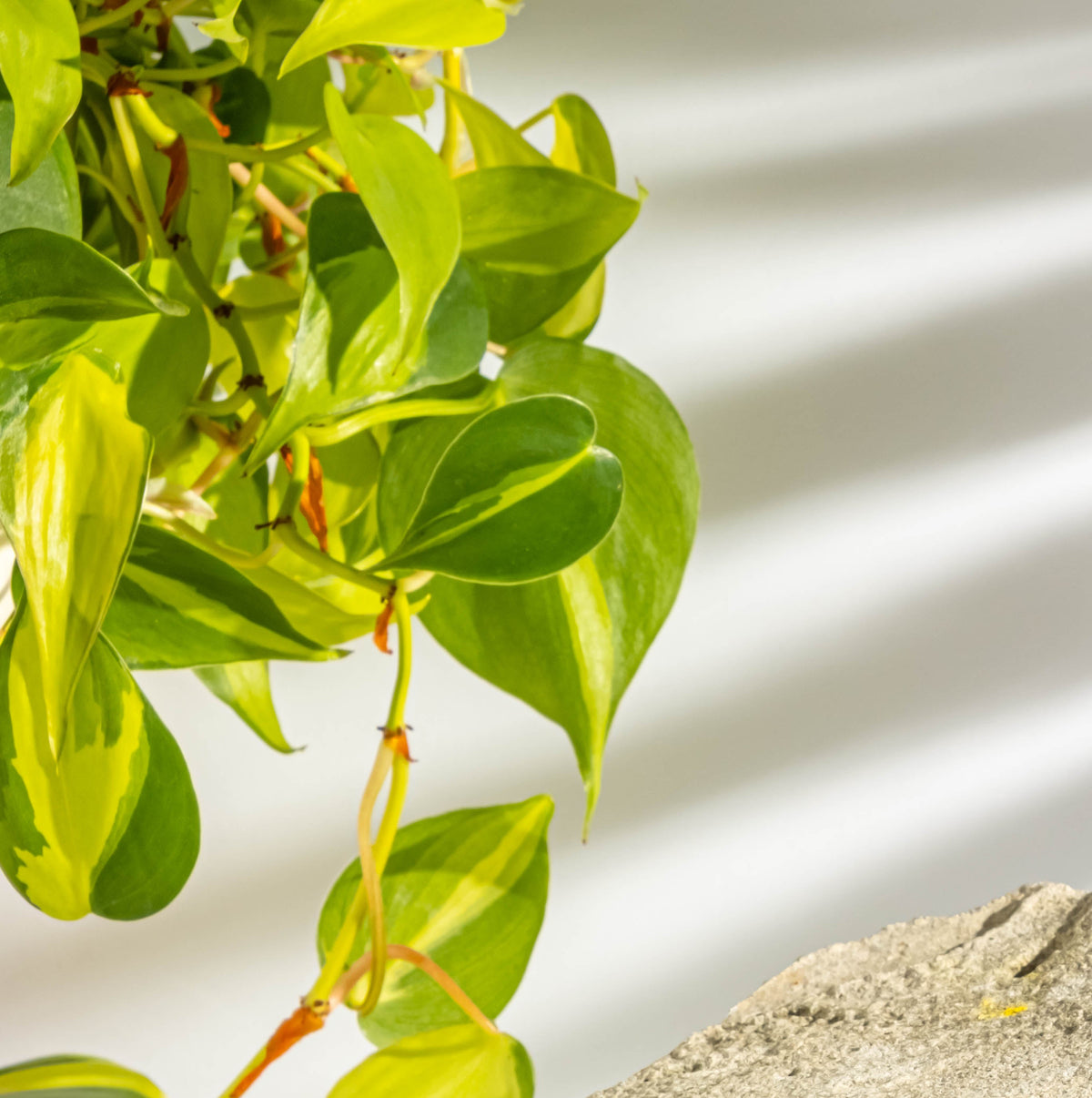 Emerald Plant Company. Explore our handpicked beginner-friendly collection, our paw-some pet friendly collection and our climbing plant collection.