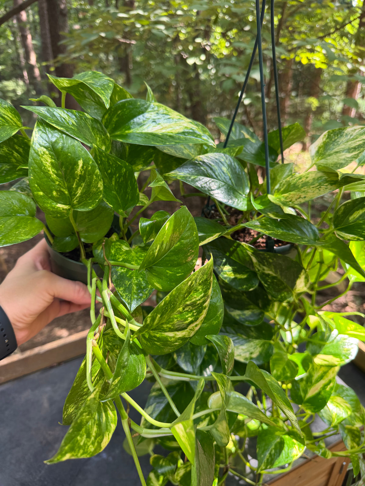 Golden Pothos