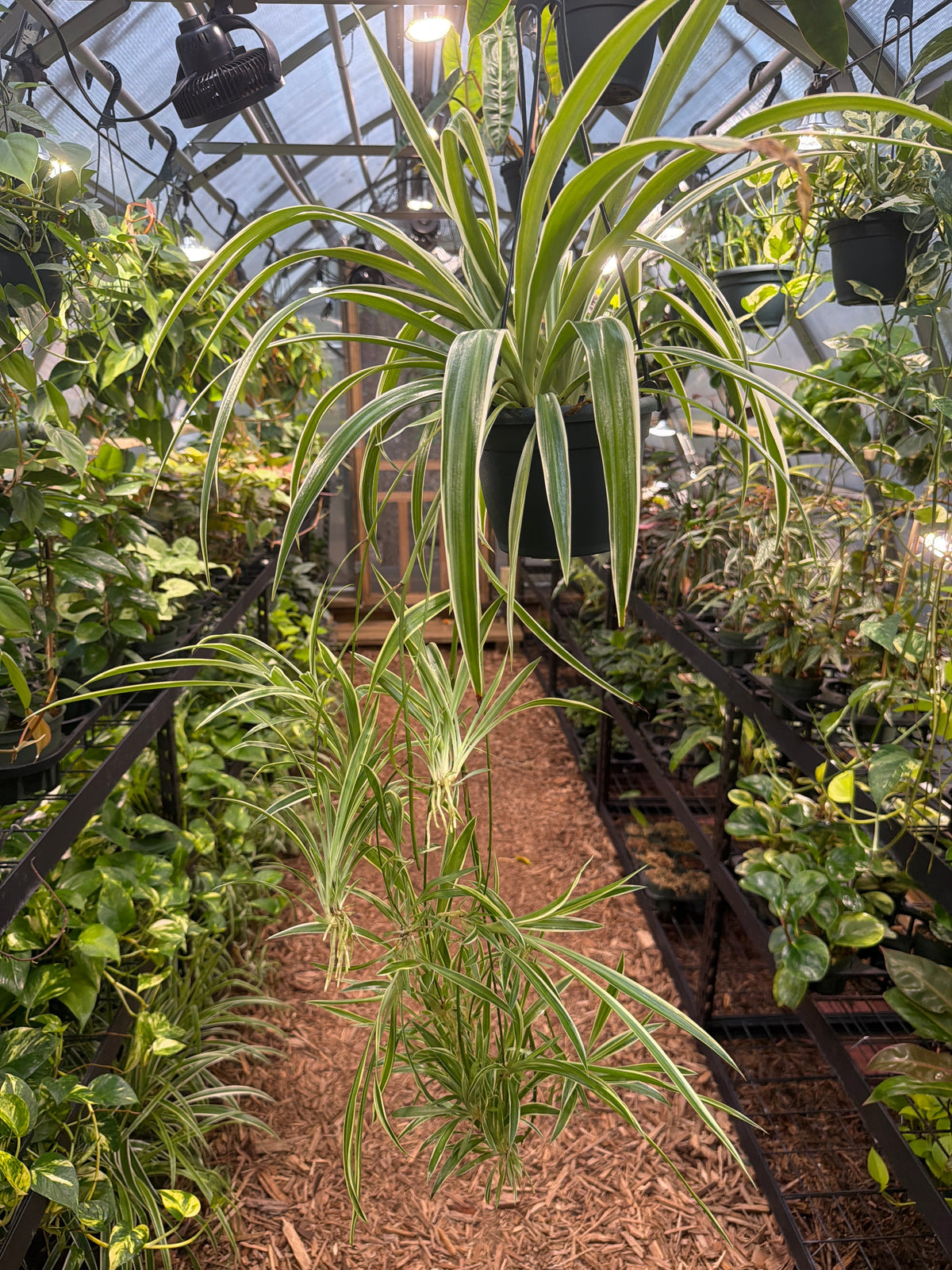 Featured Plants