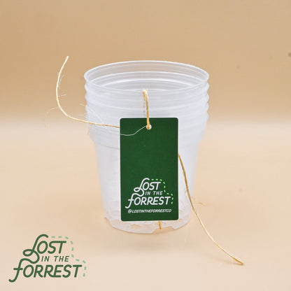 Clear Nursery Pots