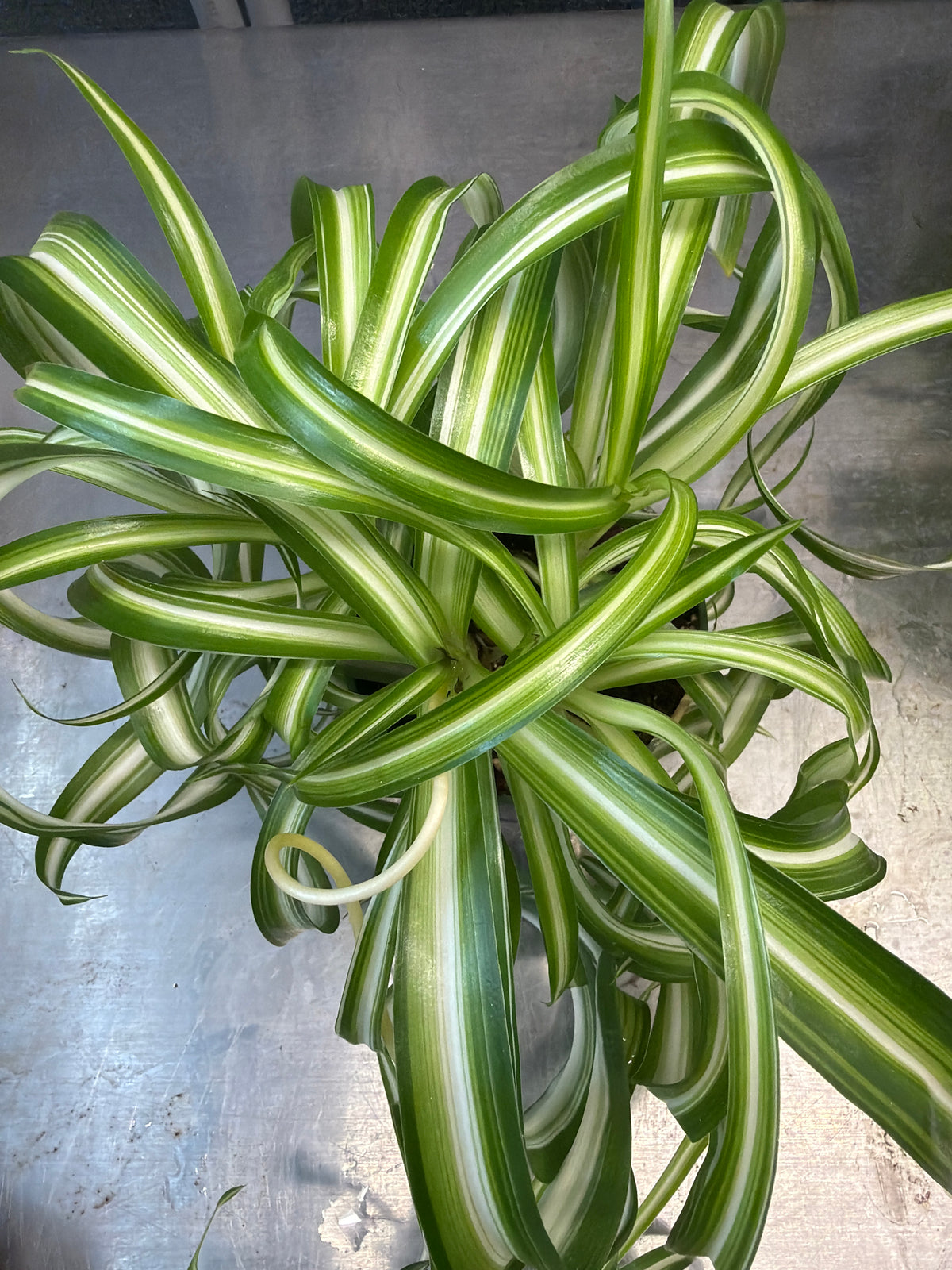 Spider Plant (Curly)