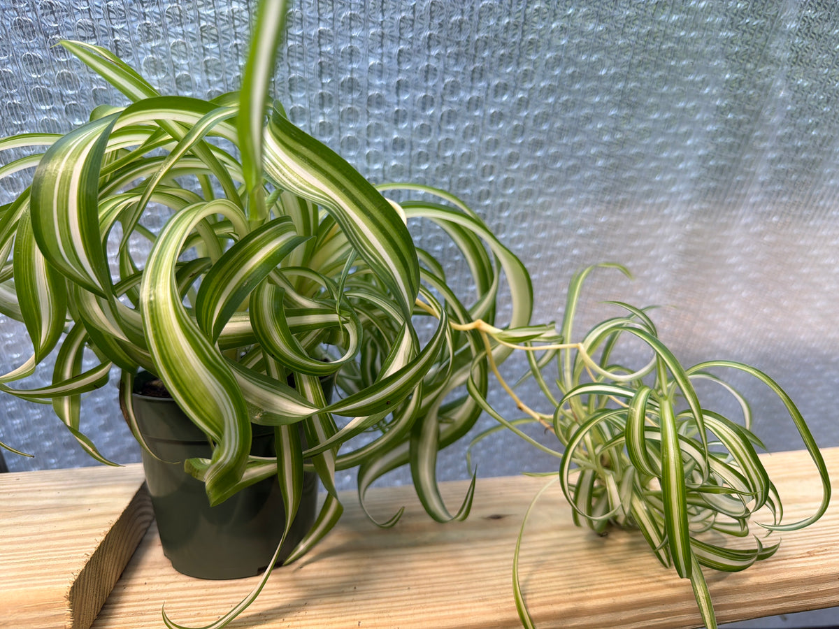 Spider Plant (Curly)