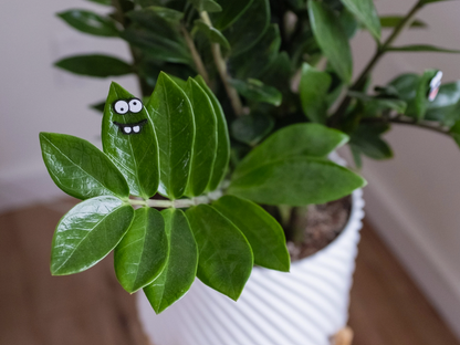 Plant Face Magnets | Charm Googly Eyes for leaves Magnetic