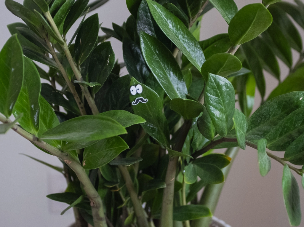 Plant Face Magnets | Charm Googly Eyes for leaves Magnetic