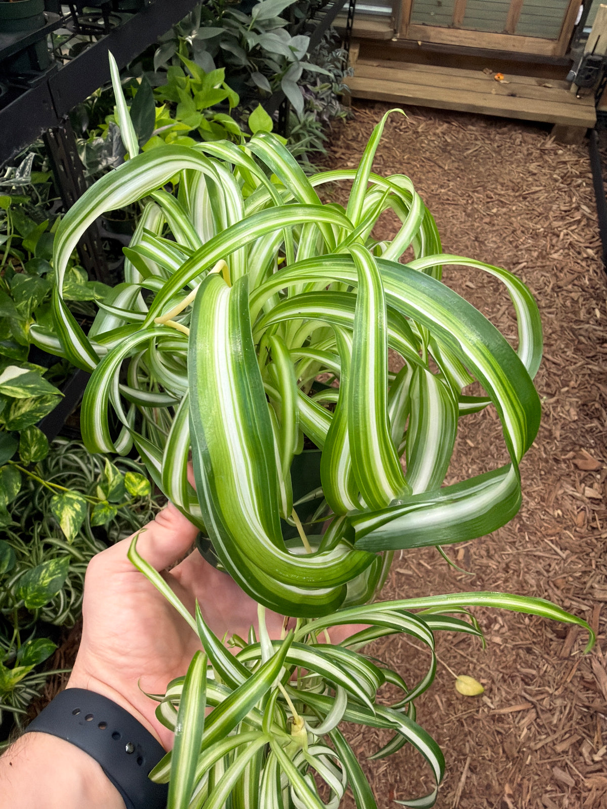 Spider Plant (Curly)