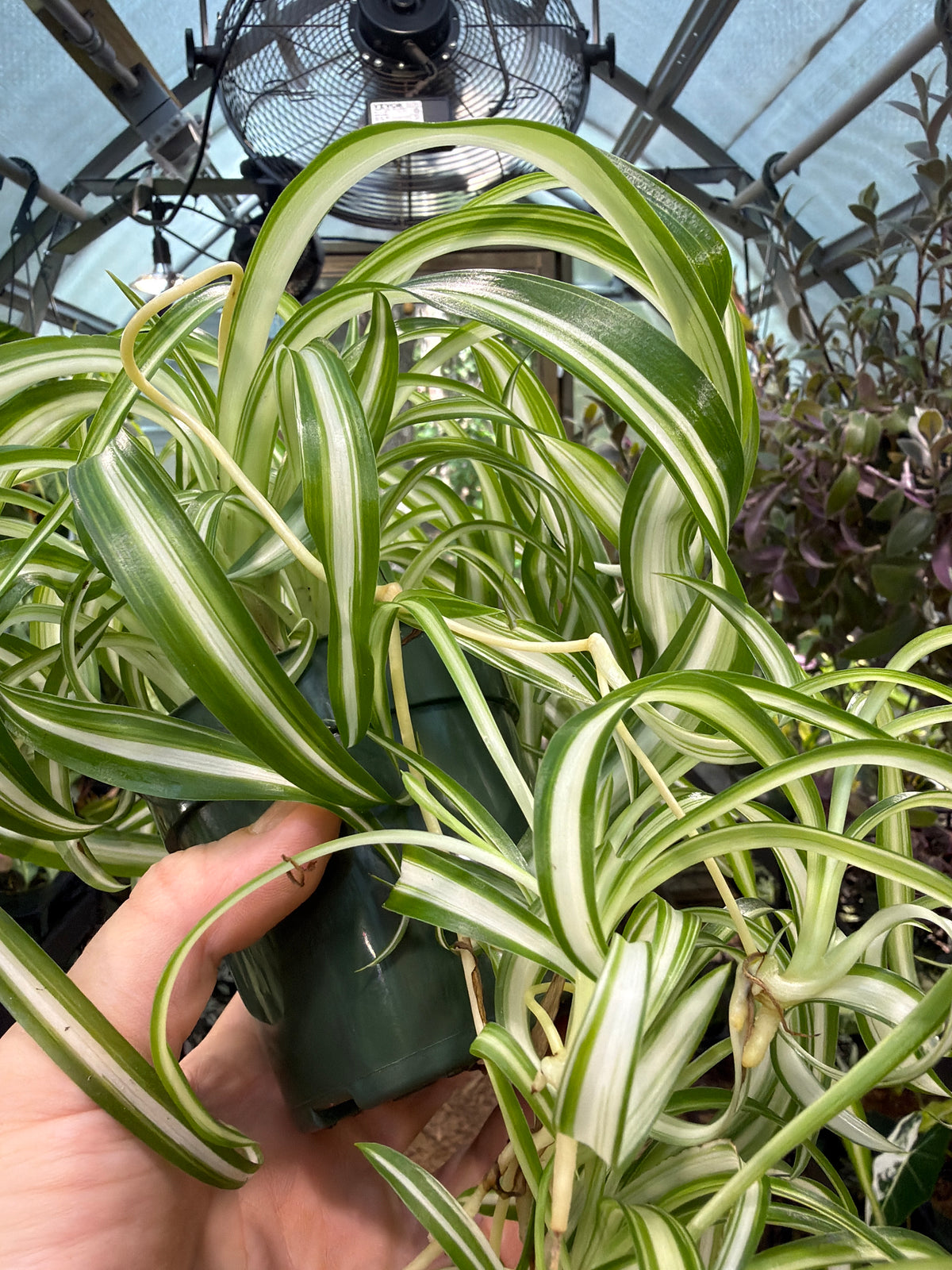 Spider Plant (Curly)
