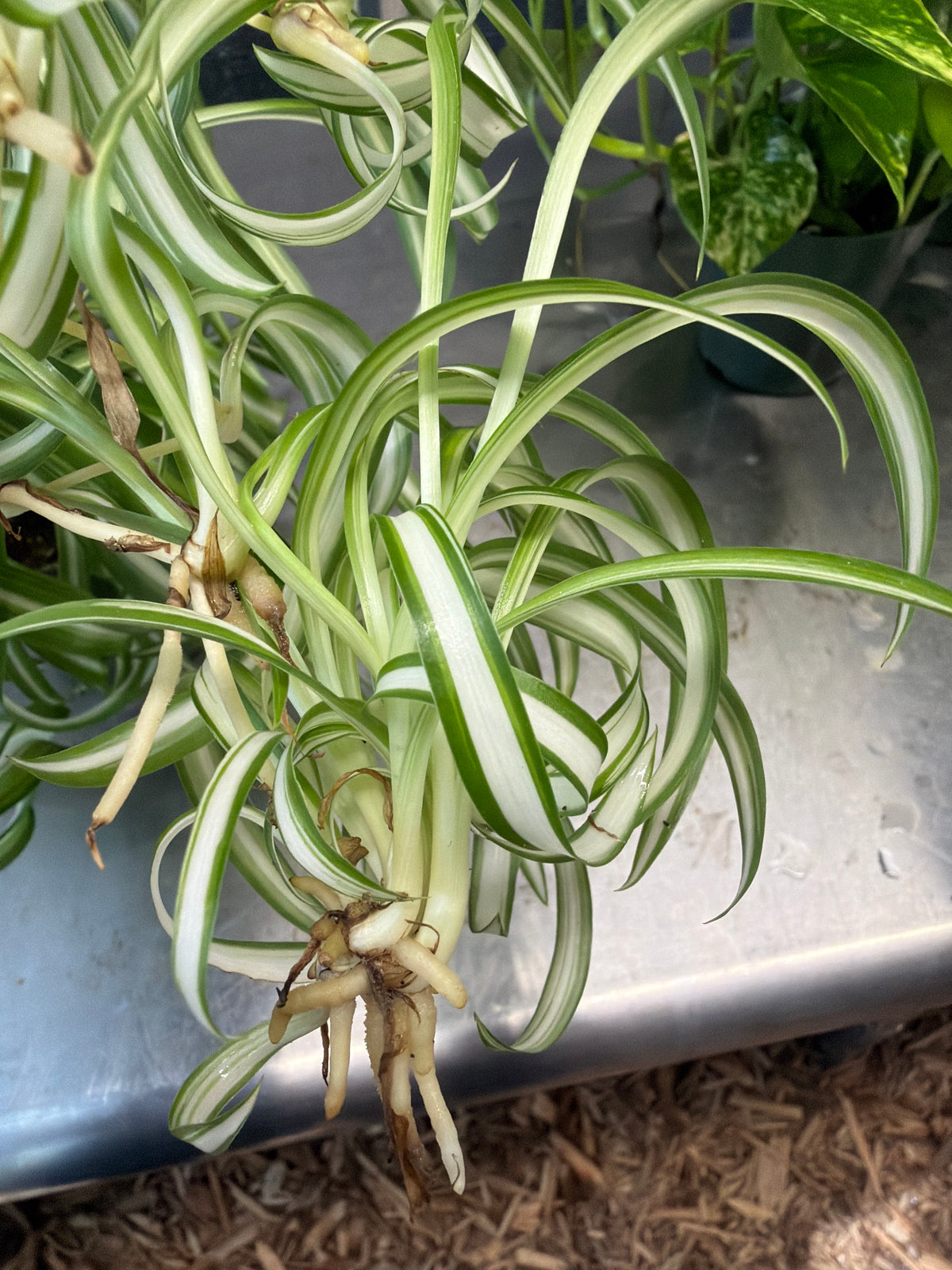 Spider Plant (Curly)