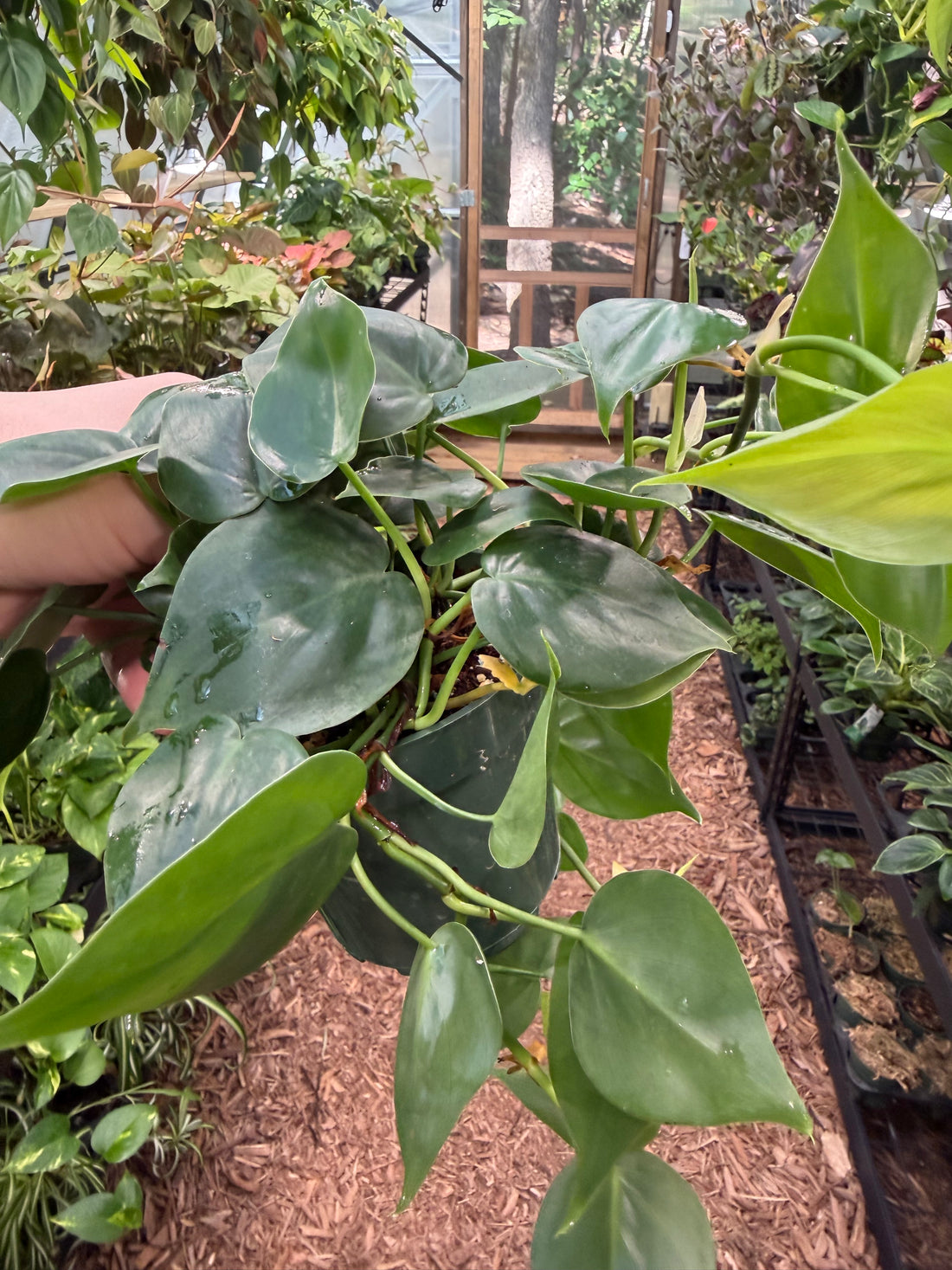Philodendron Heartleaf